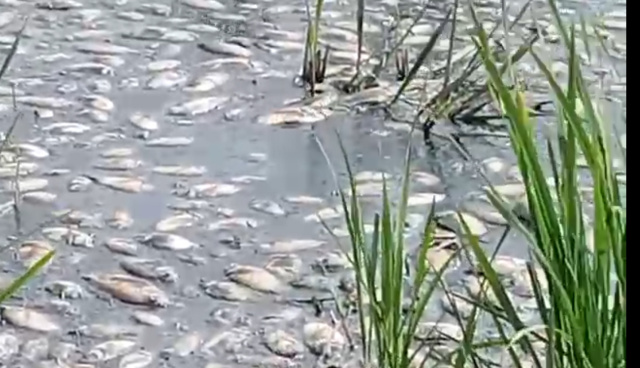 Ikan Mati Massal Membusuk di Handil Negara dan Ganggu Aktivitas Sekolah,  Warga Tak Ambil karena Harga Jeblok