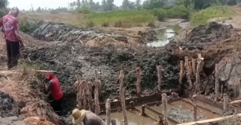 Padi di Tambak Karya Rusak Parah Terdampak Kemarau dam Air Asin, Kerusakan Pintu Air Turut Jadi Pemicu