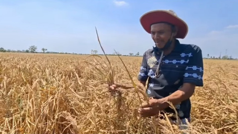 Cetak Sawah 4.056 Hektare Jadi Langkah Tala Kejar Swasembada Pangan, Integrasi Agenda Pusat Jadi Tantangan
