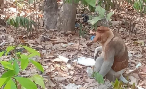 Bekantan Keluar ke Pekarangan Warga di Kintap, Dugaan Kerusakan Habitat Jadi Sorotan