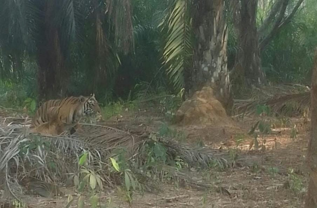 BREAKING NEWS:  Geger! Harimau Berukuran Besar Muncul di Permukiman Asam Jaya Tala, Warga Diminta Waspada