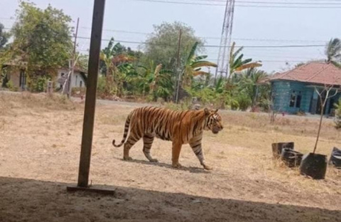 Hendak ke WC, Rohman Kaget Melihat Satwa Diduga Harimau di Belakang Rumahnya di Asam Jaya