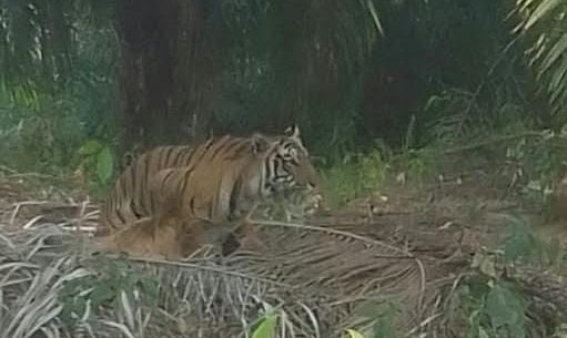Dua Kali Terlihat di Lokasi Berbeda, Kades Asam Jaya Minta Satwa Diduga Harimau Segera Ditangani