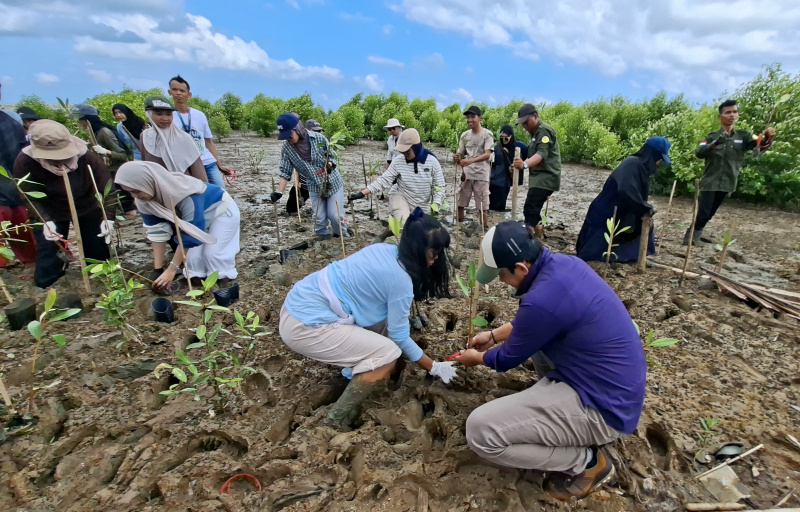 Anak Muda Rela Berkubang Lumpur Demi Selamatkan Pesisir Takisung, 100 Mangrove Ditanam