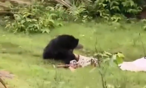 Ayah dan Anak Tewas Dicabik Beruang Magor, Satwa Diduga Terjangkit Rabies Mengamuk di Hutan India